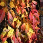 herbst2010