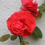 hHHerbst 040